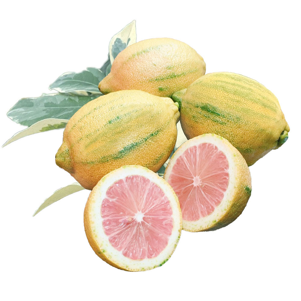 新美(アラビ)ピンクレモンシロップ350ml(希釈用)